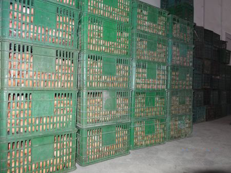 鮮蛋保鮮冷庫貯藏方法，雞蛋保鮮冷庫保鮮技術(shù)
